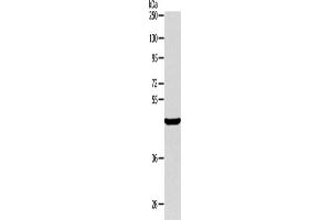 Western Blotting (WB) image for anti-AlkB, Alkylation Repair Homolog 1 (ALKBH1) antibody (ABIN2422378) (ALKBH1 anticorps)