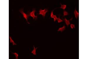 ABIN6274300 staining 293 by IF/ICC.