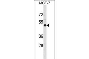 NMBR Antibody (N-term) (ABIN1538805 and ABIN2848503) western blot analysis in MCF-7 cell line lysates (35 μg/lane). (NMBR anticorps  (N-Term))