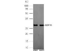Lane 1: Human K562 lysates, Lane 2: Human A431 lysates probed with Rabbit Anti-GDF15/MIC-1 Polyclonal Antibody, Unconjugated  at 1:5000 for 90 min at 37˚C. (GDF15 anticorps  (AA 221-308))