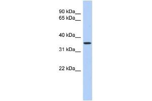 WB Suggested Anti-POLR3F Antibody Titration:  0.