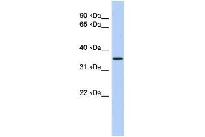 WB Suggested Anti-POLR3F Antibody Titration:  0. (POLR3F anticorps  (N-Term))