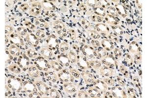 ABIN6259106 and ABIN6273597 at 1/100 staining Rat kidney tissue by IHC-P. (MIXL1 anticorps  (Internal Region))