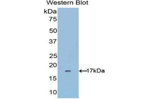 Western Blotting (WB) image for anti-ADAM Metallopeptidase with Thrombospondin Type 1 Motif, 4 (ADAMTS4) (AA 437-575) antibody (ABIN1077726) (ADAMTS4 anticorps  (AA 437-575))