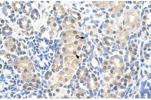 Immunohistochemical staining (Formalin-fixed paraffin-embedded sections) of human kidney with MCM7 polyclonal antibody . (MCM7 anticorps  (AA 301-350))