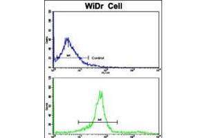 Flow cytometric analysis of widr cells using KLC1 Antibody (bottom histogram) compared to a negative control cell (top histogram). (KLC1 anticorps  (AA 389-415))