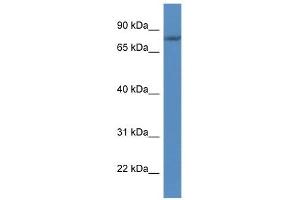 Western Blot showing FLYWCH1 antibody used at a concentration of 1. (FLYWCH1 anticorps  (C-Term))