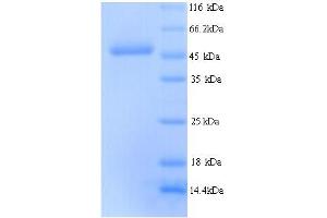 SDS-PAGE (SDS) image for Tu Translation Elongation Factor, Mitochondrial (Tufm) (AA 44-455) protein (His tag) (ABIN5713922)