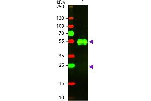 Western Blotting (WB) image for Goat anti-Rabbit IgG (Heavy & Light Chain) antibody (Texas Red (TR)) - Preadsorbed (ABIN101991)