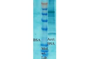 Western blot analysis of Bovine serum albumin showing detection of Acetylated Lysine protein using Rabbit Anti-Acetylated Lysine Polyclonal Antibody . (Lysine (lys) (acetylated) anticorps)