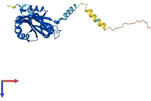 AlphaFold protein structure predicition of Human Recombinant NAA60 Protein, UniprotID Q9H7X0