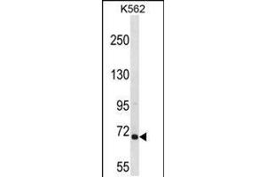 Western blot analysis in K562 cell line lysates (35ug/lane). (ARHGEF6 anticorps  (C-Term))