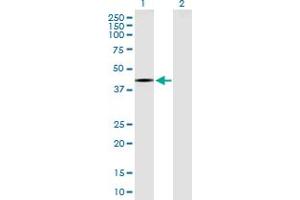 Western Blot analysis of RPTOR expression in transfected 293T cell line by RPTOR MaxPab polyclonal antibody. (Raptor anticorps  (AA 1-379))