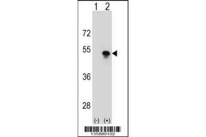 Western blot analysis of SNAPC1 using rabbit polyclonal SNAPC1 Antibody using 293 cell lysates (2 ug/lane) either nontransfected (Lane 1) or transiently transfected (Lane 2) with the SNAPC1 gene.