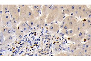 Detection of Bcl2L in Human Liver Tissue using Monoclonal Antibody to B-Cell CLL/Lymphoma 2 Like Protein (Bcl2L)