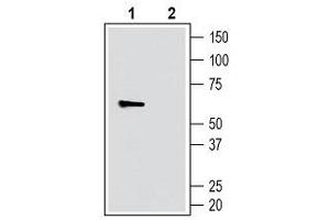 Western blot analysis of human THP-1 monocytic leukemia cells: - 1. (SLC11A1 anticorps  (4th Extracellular Loop))