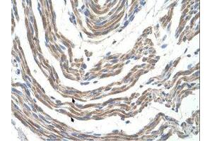 Image no. 1 for anti-serine/threonine Kinase 11 (STK11) (AA 71-120) antibody (ABIN203483)