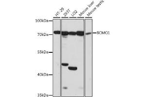 Western blot analysis of extracts of various cell lines, using BCMO1 antibody (ABIN7265877) at 1:1000 dilution. (BCMO1 anticorps  (AA 268-547))
