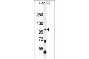 COL21A1 Antibody (N-term) (ABIN656084 and ABIN2845430) western blot analysis in HepG2 cell line lysates (35 μg/lane). (COL21A1 anticorps  (N-Term))