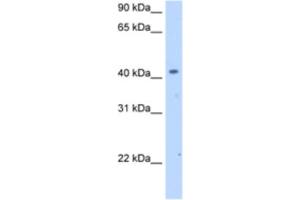 Western Blotting (WB) image for anti-Solute Carrier Family 25 (Mitochondrial Carrier, Phosphate Carrier), Member 24 (SLC25A24) antibody (ABIN2462753) (SLC25A24 anticorps)