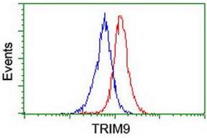 Image no. 2 for anti-Tripartite Motif Containing 9 (TRIM9) (AA 284-669) antibody (ABIN1491329) (TRIM9 anticorps  (AA 284-669))