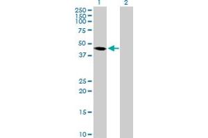 Western Blot analysis of PAK1IP1 expression in transfected 293T cell line by PAK1IP1 MaxPab polyclonal antibody. (PAK1IP1 anticorps  (AA 1-392))