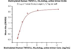 Immobilized Human Osteoprotegerin, Fc Tag (ABIN2181850,ABIN2181849) at 1 μg/mL (100 μL/well) can bind Biotinylated Human TNFSF11, His,Avitag, active trimer (ABIN6973285) with a linear range of 0. (RANKL Protein (AA 64-245) (His tag,AVI tag,Biotin))