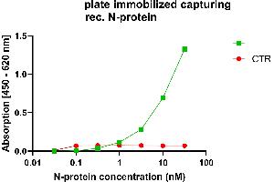 Anti-nucleocapsid protein antibody, (ABIN7581774), was coated into MTP wells for antigen capture. (Recombinant SARS-CoV-2 Nucleocapsid anticorps  (Whole Molecule))