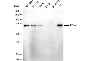 Western blotting analysis using PDIA4 antibody (ABIN7799977). (Recombinant PDIA4 anticorps)