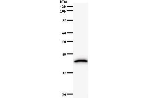 Western Blotting (WB) image for anti-HMG Box Domain Containing 4 (HMGXB4) antibody (ABIN931139) (HMGXB4 anticorps)
