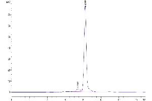 The purity of Mouse CA9/Carbonic Anhydrase IX is greater than 95 % as determined by SEC-HPLC.