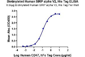 SIRP AlphaV2 (AA 31-369) protein (His-Avi Tag,Biotin)