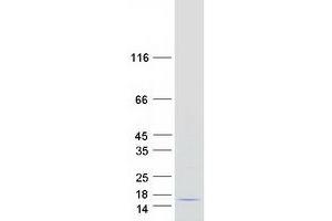 Validation with Western Blot (MIA Protein (Myc-DYKDDDDK Tag))