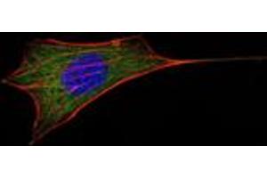 Immunofluorescence analysis of NIH/3T3 cells using BCL-2 mouse mAb (green). (Bcl-2 anticorps)