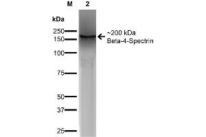Western Blot analysis of COS-Beta-4-Spectrin-His showing detection of ~ 200 kDa Beta-4-Spectrin protein using Mouse Anti-Beta-4-Spectrin Monoclonal Antibody, Clone S393-2 .