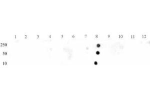 STAT3 phospho Tyr705 pAb tested by dot blot analysis.