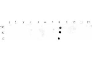 STAT3 phospho Tyr705 pAb tested by dot blot analysis. (STAT3 anticorps  (pTyr705))