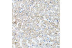 Immunohistochemistry of paraffin-embedded rat liver using ARRB1 antibody.