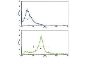 Flow cytometric analysis of 293 cells using HER3 antibody (bottom histogram) compared to a negative control (top histogram).