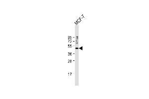 Anti-SUV39H1 Antibody (N-term) at 1:1000 dilution + MCF-7 whole cell lysate Lysates/proteins at 20 μg per lane.