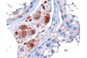 ABIN185178 (10µg/ml) staining of paraffin embedded Human Testis.