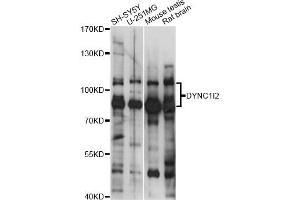 Western blot analysis of extracts of various cell lines, using DYNC1I2 antibody (ABIN6293165) at 1:1000 dilution.