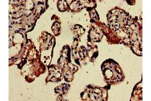 Immunohistochemistry of paraffin-embedded human placenta tissue using ABIN7145708 at dilution of 1:100