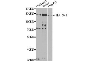 Western blot analysis of extracts of various cell lines, using HTATSF1 antibody (ABIN5973562) at 1/1000 dilution. (HTATSF1 anticorps)