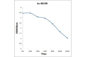 Antigen: 0. (TBXAS1 anticorps  (AA 451-533))