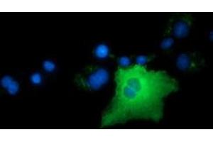 Anti-ARHGAP25 mouse monoclonal antibody (ABIN2452769) immunofluorescent staining of COS7 cells transiently transfected by pCMV6-ENTRY ARHGAP25 (RC217414). (ARHGAP25 anticorps)