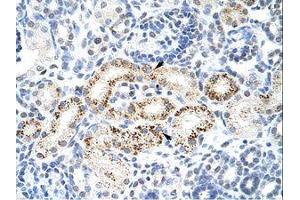 anti-Protein Phosphatase 1, Regulatory Subunit 8 (PPP1R8) (AA 71-120) antibody