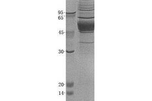 Validation with Western Blot (PLA2G7 Protein (Transcript Variant 2) (His tag))