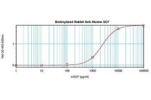 Image no. 1 for anti-KIT Ligand (KITLG) antibody (Biotin) (ABIN465801) (KIT Ligand anticorps  (Biotin))