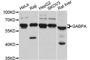 Western blot analysis of extracts of various cell lines, using GABPA antibody. (GABPA anticorps  (AA 1-100))